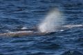 Baird's Beaked Whales